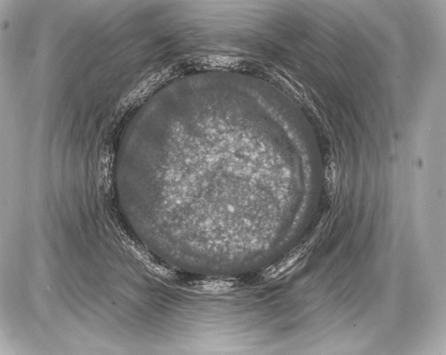 X0000085810462200704091611