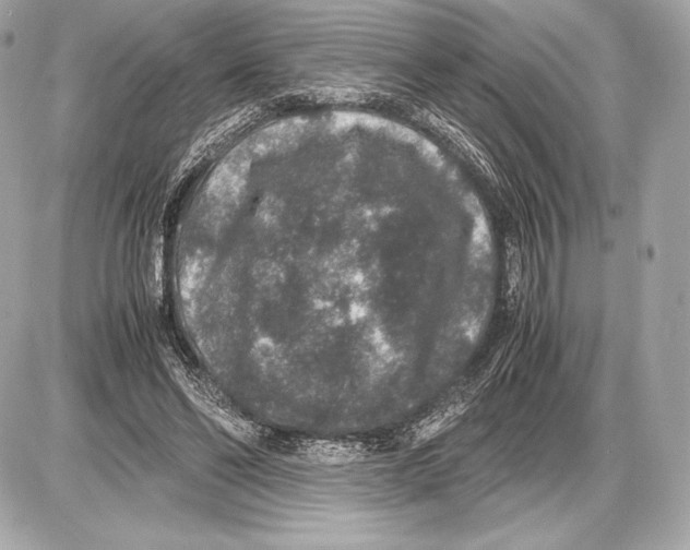 X0000085810494200704091610