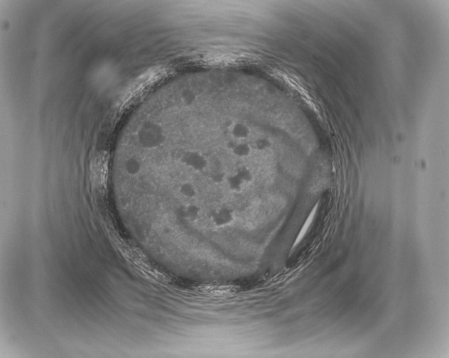 X0000085810495200704091610