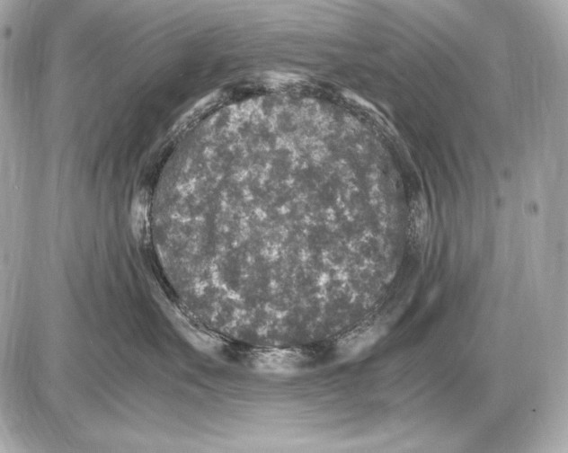 X0000085810527200704091610