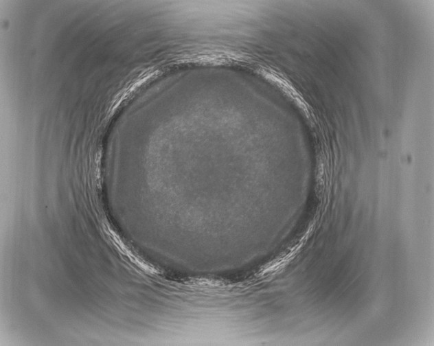 X0000085810585200704091609