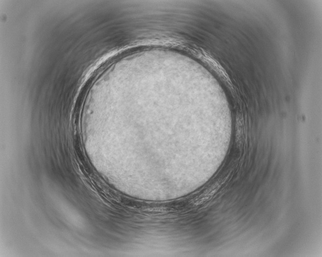 X0000085810628200704091607