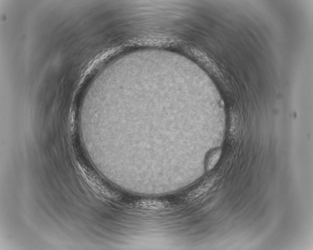 X0000085810636200704091607