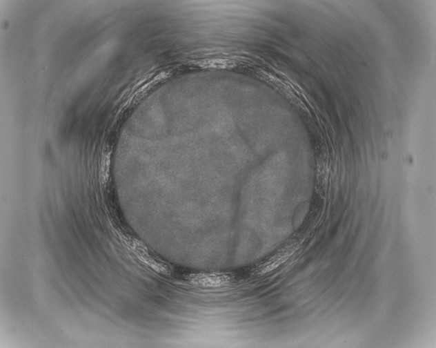 X0000085810652200704091608