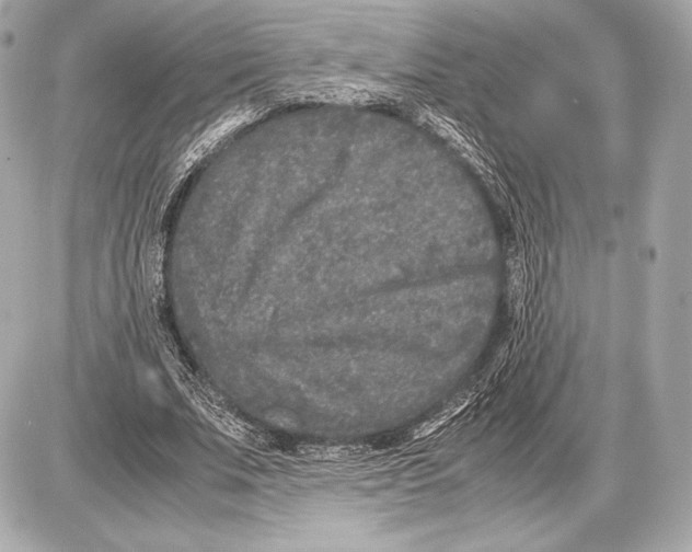 X0000085810679200704091607