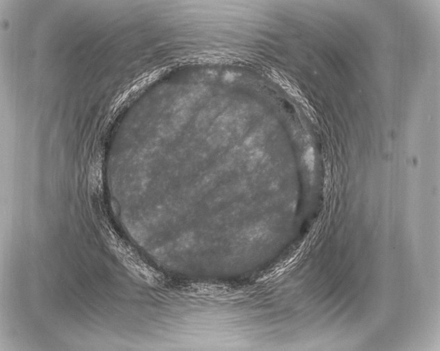 X0000085810681200704091607