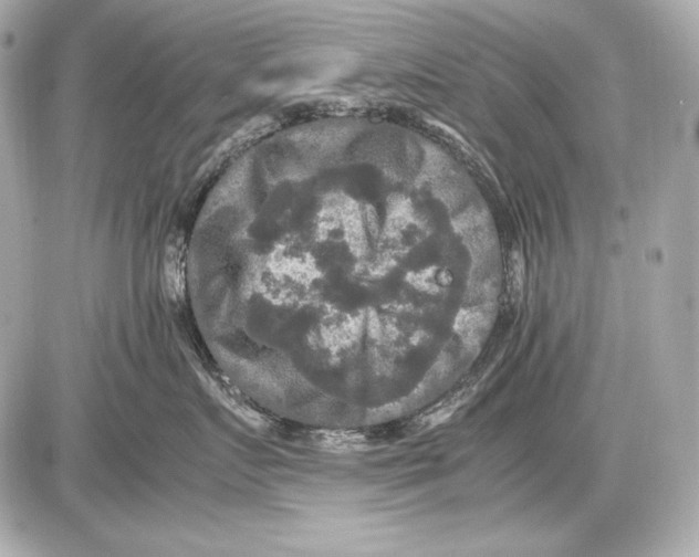 X0000085810719200704091606