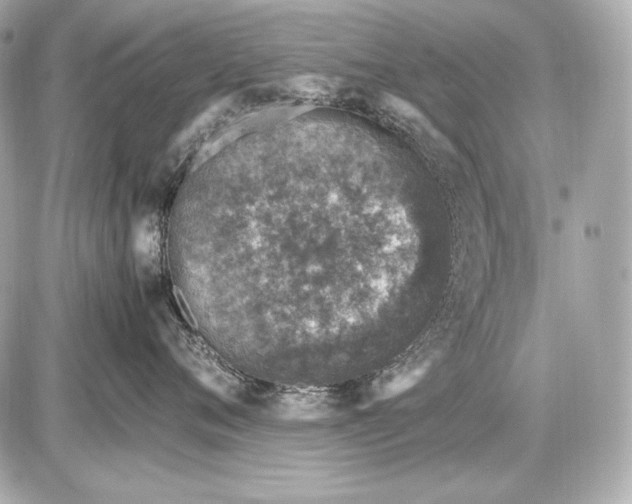 X0000085810720200704091606