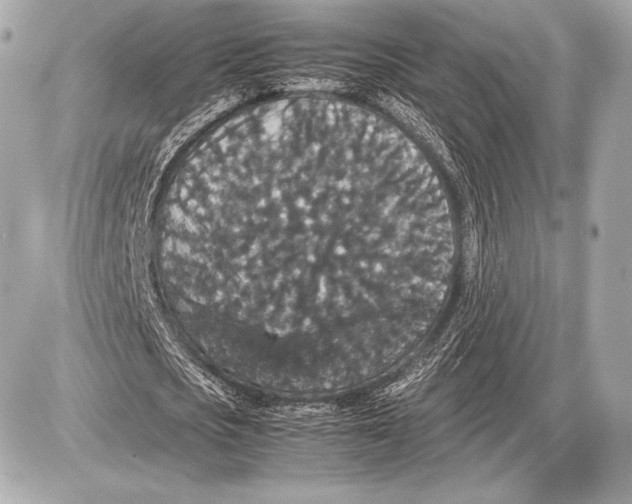 X0000085810721200704091606