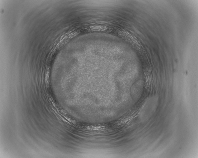 X0000085810745200704091606