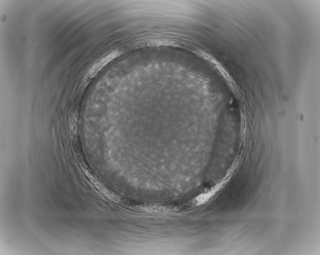 X0000085810785200704091605