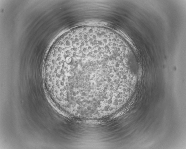 X0000085810848200704091605