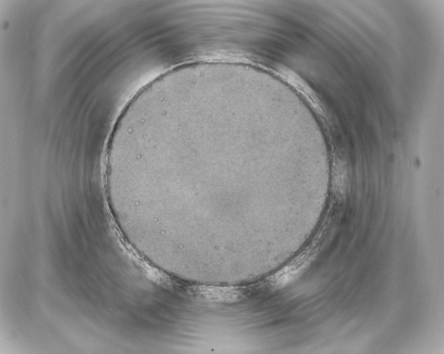 X0000085810856200704091605