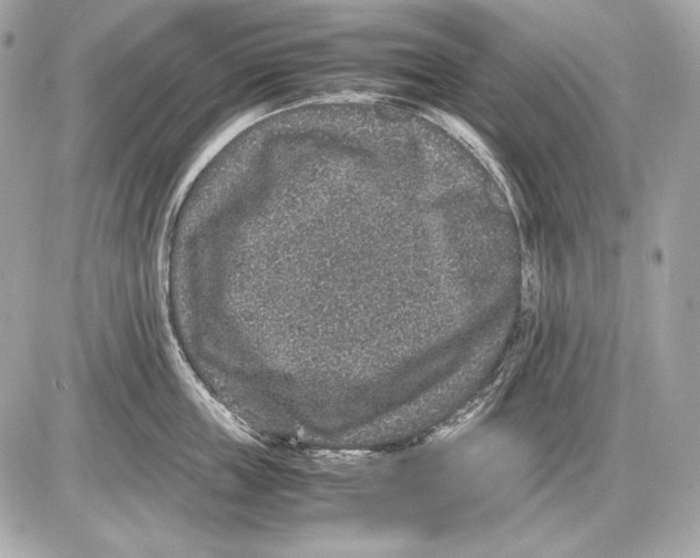 X0000085810859200704091605