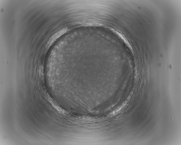 X0000085810881200704091604