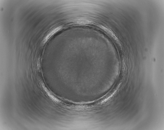 X0000085810889200704091604