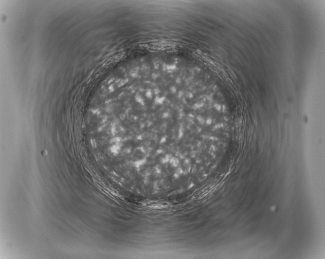 X0000085810913200704091602