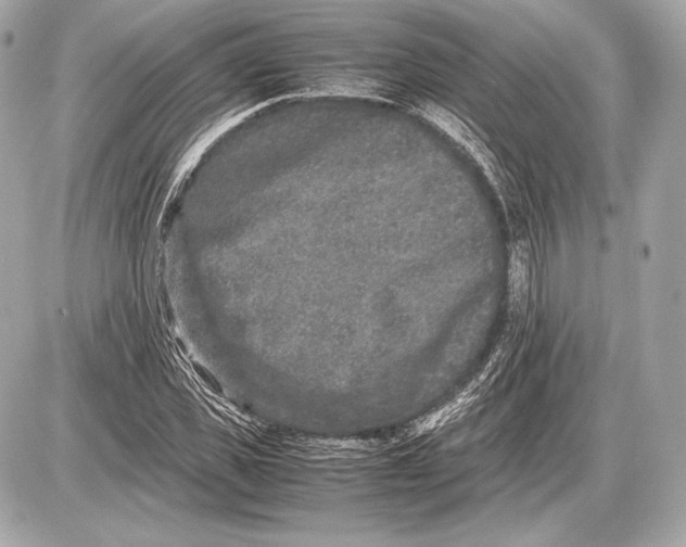 X0000085810925200704091603