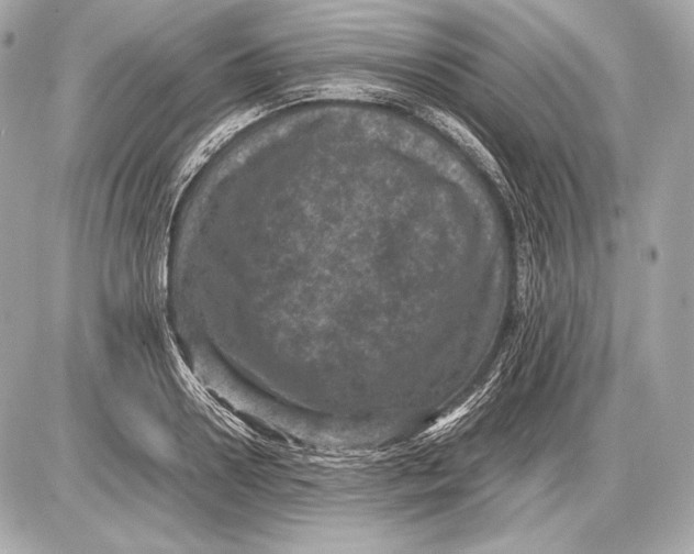 X0000085810938200704091603