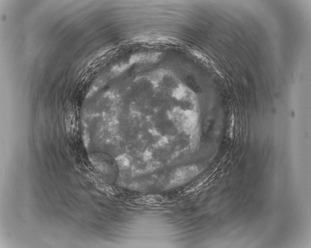 X0000085810966200704091602