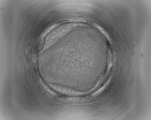 X0000085810985200704091602