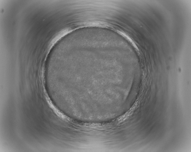 X0000085810991200704091602