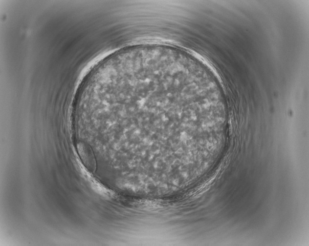 X0000085810995200704091602