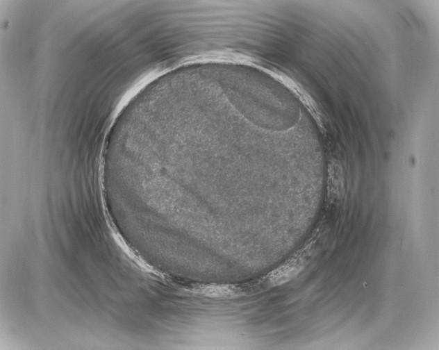 X0000085810998200704091602