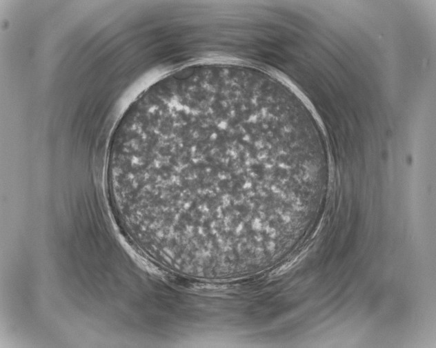 X0000085811245200704091558