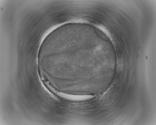 X0000085811335200704091556