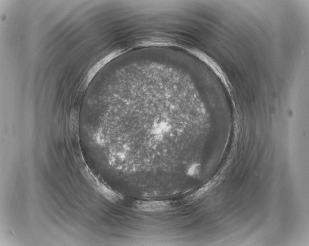 X0000085811337200704091556