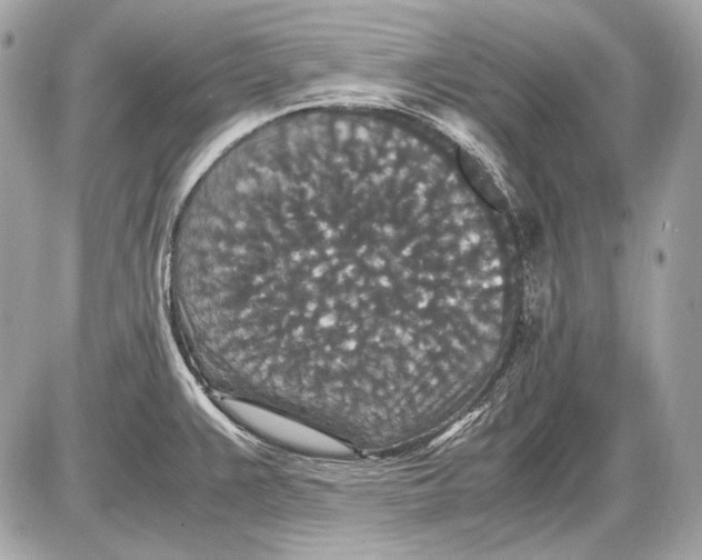 X0000085811383200704091555