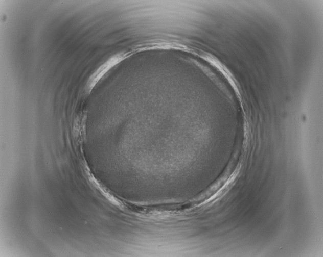 X0000085811385200704091555