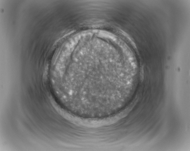 X0000085810018200704131958