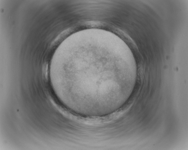 X0000085810024200704131958