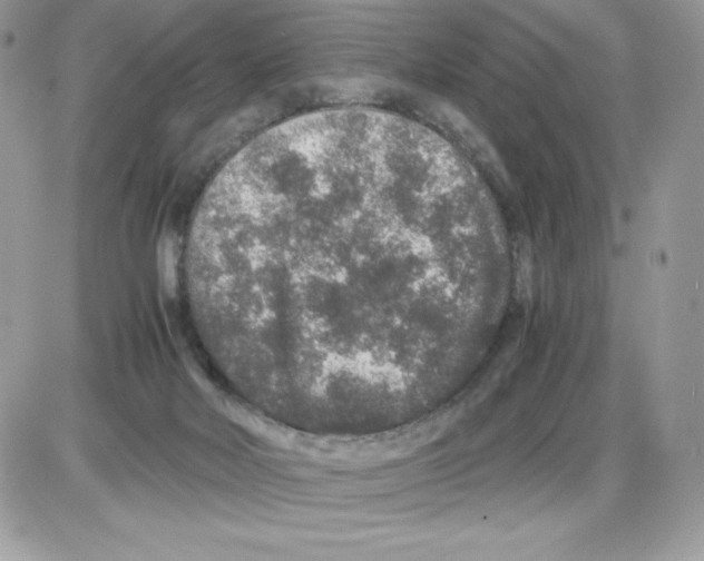 X0000085810026200704131958