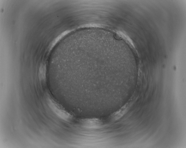 X0000085810108200704131956