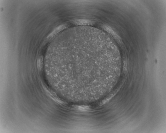 X0000085810165200704131955