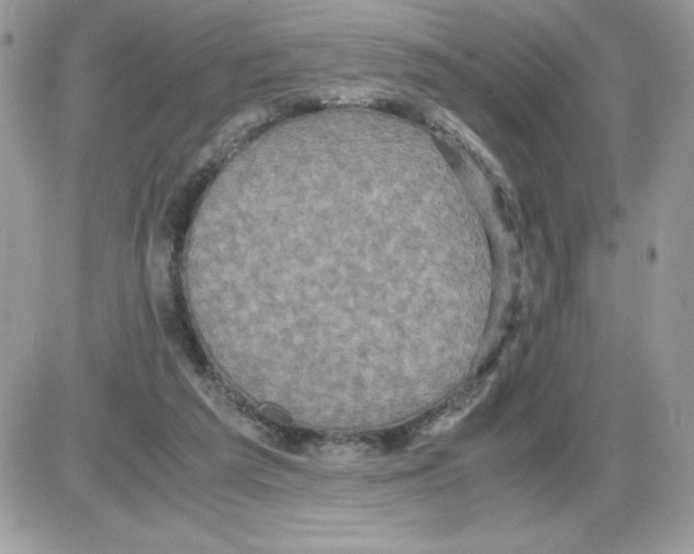 X0000085810209200704131955