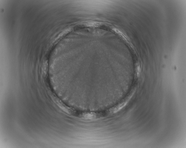 X0000085810325200704131953