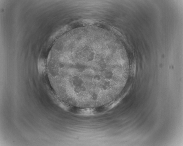 X0000085810335200704131953