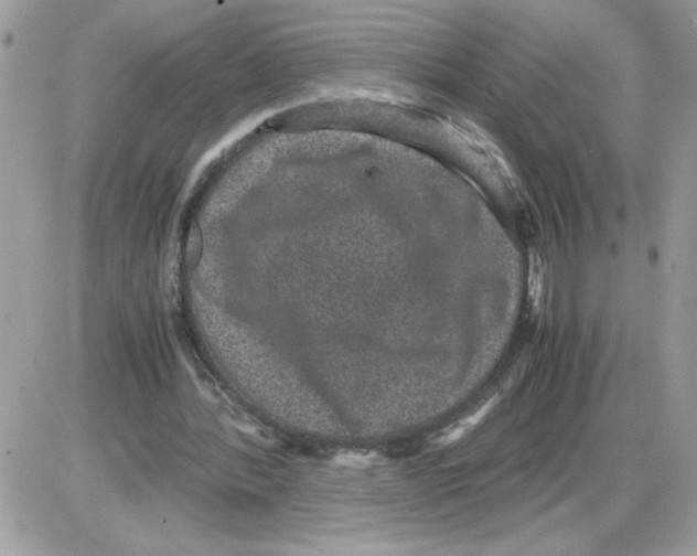 X0000085810388200704131952