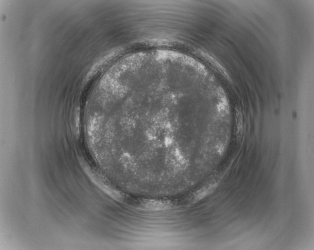 X0000085810494200704131950