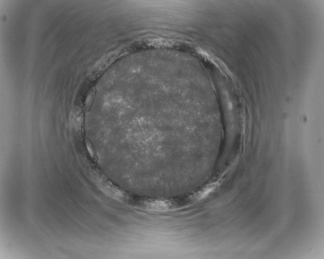 X0000085810513200704131950