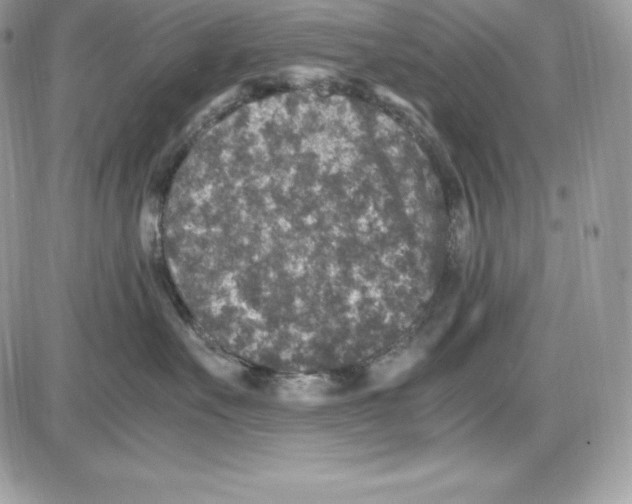 X0000085810527200704131949