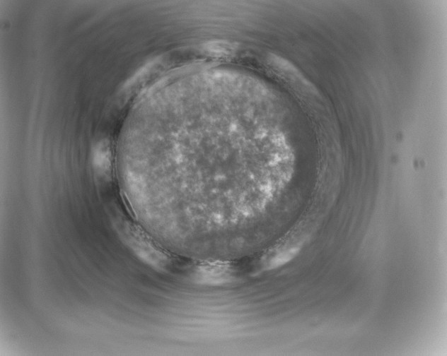 X0000085810720200704131946