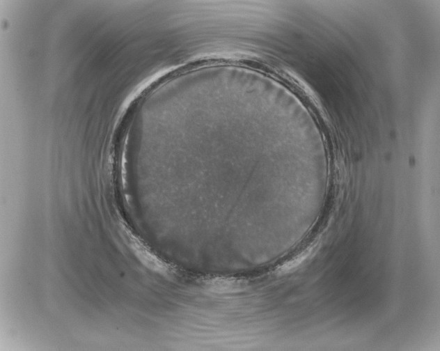 X0000085810779200704131945