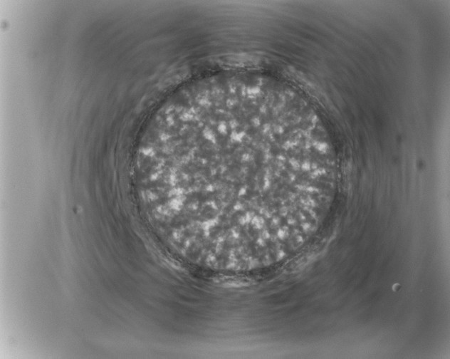 X0000085810913200704131942