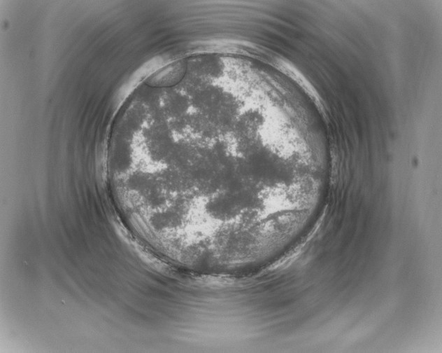 X0000085810994200704131942