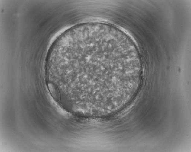 X0000085810995200704131942